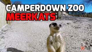 Camperdown Park Wildlife Centre Dundee with the Meerkats GoPro Hero 3 [upl. by Lichtenfeld591]