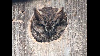 Western ScreechOwl calling from Nest Box 1  11Mar2023 [upl. by Eliot296]