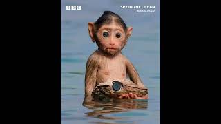 SPY IN OCEAN  TRAILER Narrated by David Tennant [upl. by Berkley]