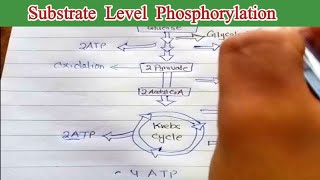 Substrate level phosphorylation 11th biology [upl. by Adnaugal]