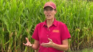 Corn Stalk Disease Scouting [upl. by Natalie196]