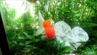 Acuario Plantado de goldfish [upl. by Dougherty846]