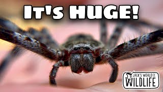 HOLDING A GIANT HUNTSMAN SPIDER What Did It FEEL LIKE [upl. by Sifan146]