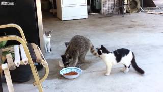 Raccoon steals cat foodЕнот ворует корм для кошек [upl. by Eba477]