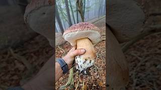 boletus pinicola pinophilus funghiporcini funghi белые грибы mushroom cepes steinpilze [upl. by Ayad]