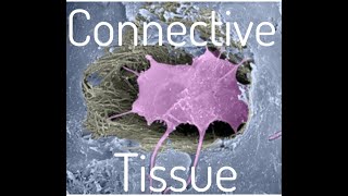 Connective Tissue [upl. by Enaek]