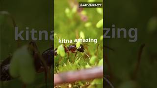 Ants dont have lungs 🫁😲 facts funfacts factsinhindi hindi nature naturefacts shorts ants [upl. by Croom899]