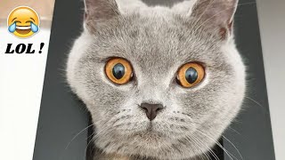 Funny Cats Compilation Most Popular Part 2 [upl. by Oribelle854]