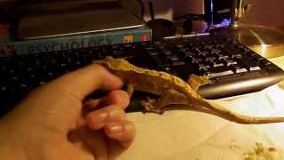 Crested Gecko handling [upl. by Anemolif264]