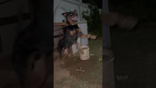 Rottweiler barking very scary 😱😱 [upl. by Eenel]