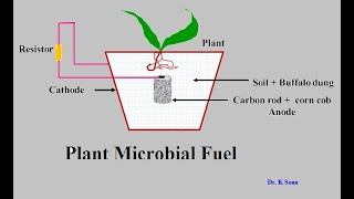 Plant Microbial Fuel Cell [upl. by Pisano606]