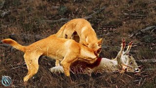 🐕 DINGO ─ The Wild Killer of Kangaroos and Monitor Lizards🐕 Dingo vs sheep and kangaroo [upl. by Isej]