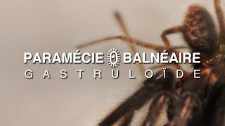 PARAMÉCIE BALNÉAIRE  GASTRULOÏDE  full album  2024 [upl. by Abbi]