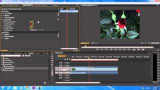 How to Use the Leave Color Effect in Adobe Premiere [upl. by Bobbie]