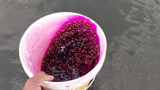 Potassium Permanganate Uses in Fish for Fungal infections h2o [upl. by Elvis637]