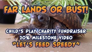 Lets Feed Speedy the Ornate Box Turtle [upl. by Nnyllaf]