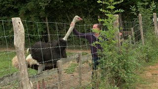 Élevage dautruches à Courlay dans les DeuxSèvres [upl. by Bounds335]