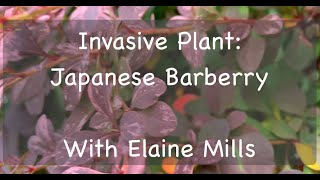 Invasive Plant Japanese Barberry [upl. by Bruckner]