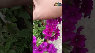 verbena flower plant care shorts shortsfeed viral viralshorts verbena flowers [upl. by Einalem]