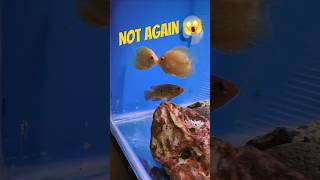 Cichlid update Not againfish fishaquarium amazing aquarium fishtank [upl. by Erbas267]