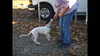 Scent Work 10 wk old Borzoi puppy Treasure [upl. by Trahern]