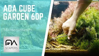 Timelapse  Manteminiento ADA CUBE GARDEN 60P [upl. by Eldnek785]