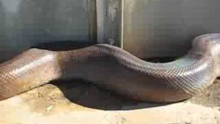 Unbelievable and very scary Anaconda snake bite [upl. by Aisena262]