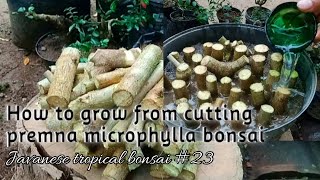 How to grow premna microphylla bonsai 23 Javanesetropicalbonsai [upl. by Notyap]