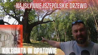 Najsłynniejsze polskie drzewo oraz romańska kolegiata w Opatowie [upl. by Kirch585]