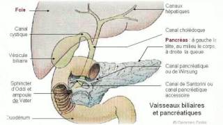 Le pancréas [upl. by Ailelc]