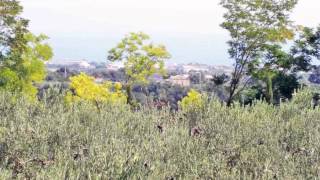 Property for sale in Vasto Chieti Abruzzo Italy Cottage with garden and sea view [upl. by Hoffmann52]