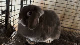 Holland Lop Litter Update 22524 [upl. by Mcspadden386]