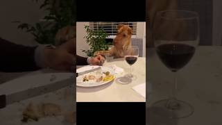 quotFUNNY DOGSquot 🐶😂Episode5 shorts funny dog [upl. by Frodi]