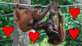 Juvenile Orangutan Practicing Sex [upl. by Ayel]