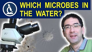 Water microscopy microbes you can find maybe the longest water microscopy video on YouTube 🔬 184 [upl. by Onaimad384]