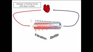 37 Bulk Flow Starling Forces [upl. by Mezoff420]