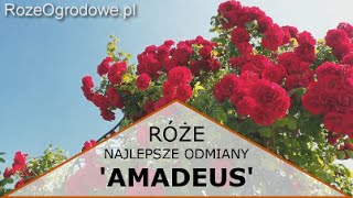 Róża pnąca AMADEUS® [upl. by Esojnauj]