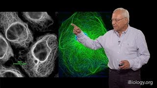 Robert Goldman Northwestern UMBL Part 1 Cytoskeletal Intermediate Filaments [upl. by Grayson178]