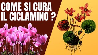 Come bagnare e curare il ciclamino [upl. by Anuahc]