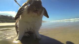 Rabbit at the beach [upl. by Cece]