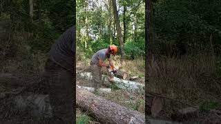 Stihl ms 462 [upl. by Noissap]