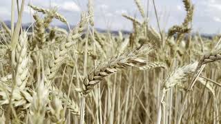 wheat spikelets overflowing with grains smoothly turn into an untidy wheat field [upl. by Adnorahs]