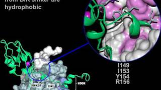 Apoptosis inhibitors of Caspase3 Rate My Science [upl. by Ibur173]