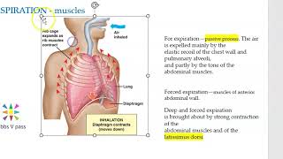 Anatomy Thorax Muscles of Respiration Inspiration Expiration Breathing normal quiet deep forced [upl. by Eidnim]