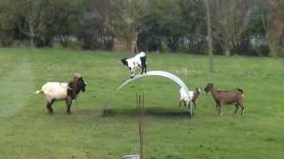 Funny Goats Playing  Cabras jugando en trampolin [upl. by Rufford]