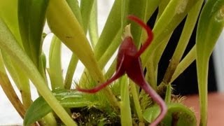 Orchid care growing Masdevallia herradurae care and culture [upl. by Rot]