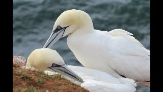 A little getaway short trip to Helgoland Island [upl. by Kciderf]