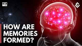 How Are Memories Created amp Stored Brain Anatomy Explained [upl. by Jesher]