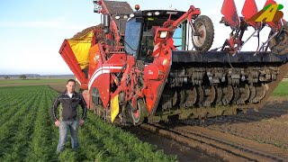 Möhren roden mit Rübenroder GRIMME Maxtron  Lebensmittel Landwirtschaft Möhrenernte carrot harvest [upl. by Attenyt]