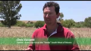 Pasture Cropping  An introduction to the concept and EverCrop project [upl. by Lewap]